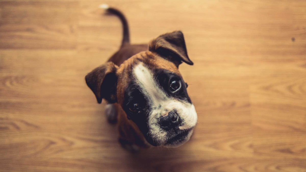 Weaning puppies shop to raw