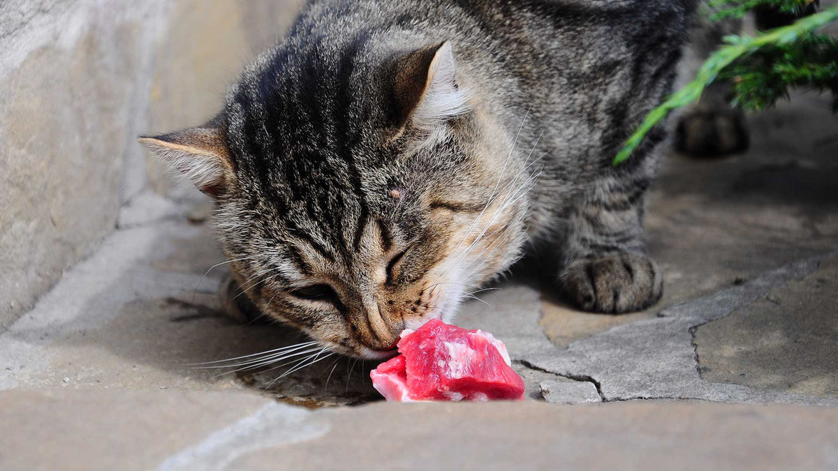 Cat store eating kitten