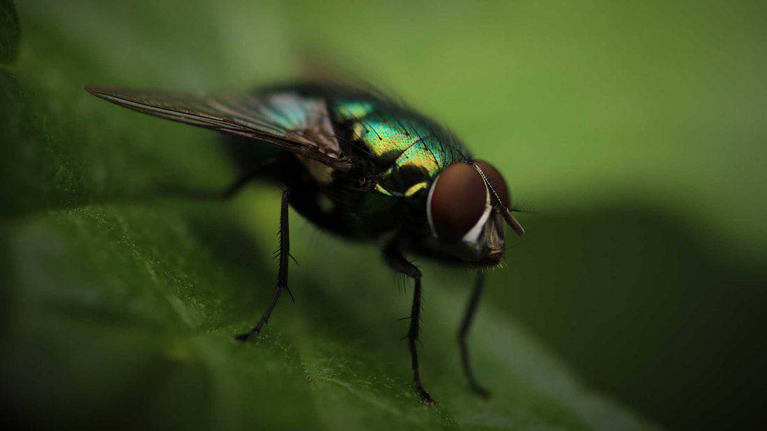 5 Tips to Avoid Fly Strike & Protect Your Dog's Ears From Fly Bites