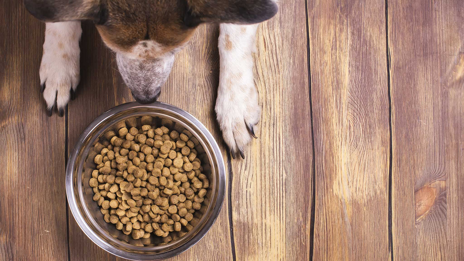 The Grain Free Kibble Craze & The Truth Behind Grain Free Dog Food