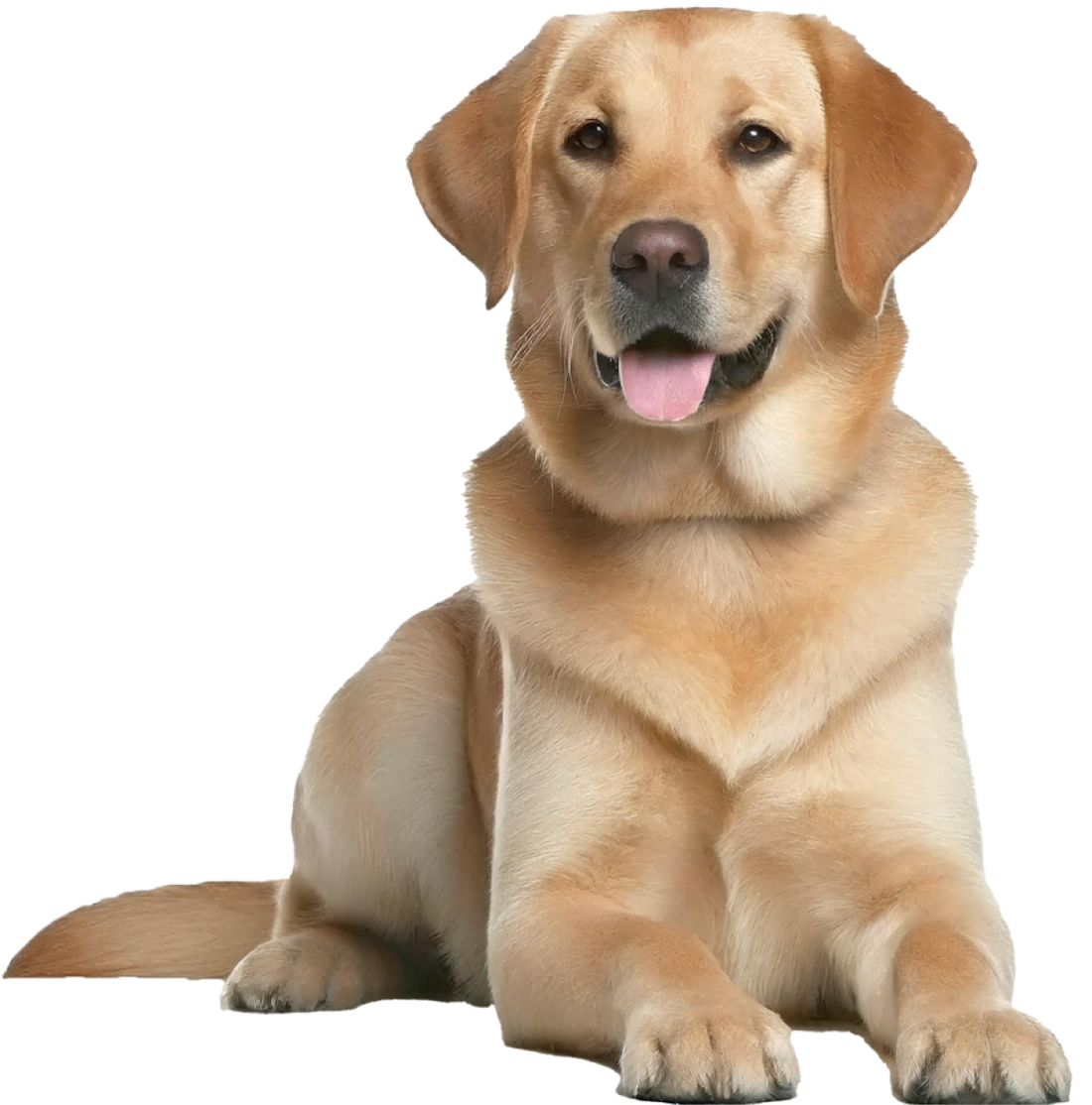 How Much Raw Food Should I Feed My Dog?