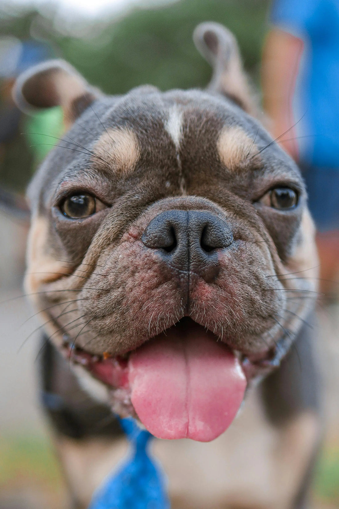 Why Does My Dog Have A Dry, Cracked Or Crusty Nose?