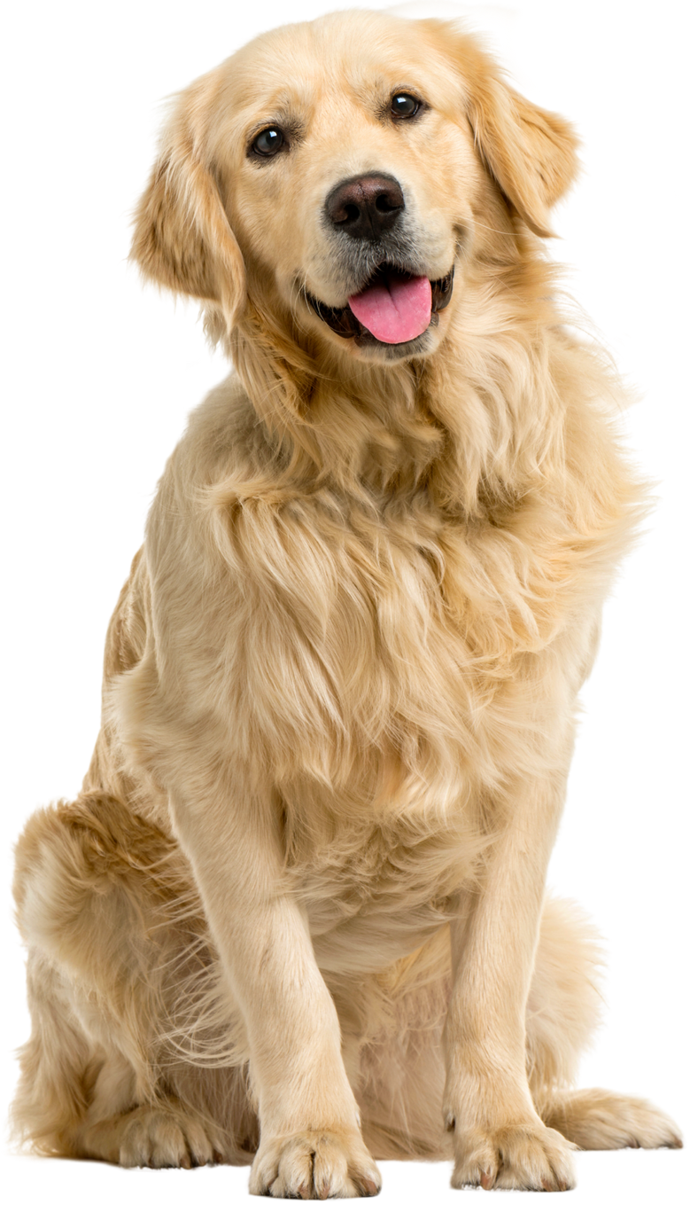 Happy Golden retreiver sitting