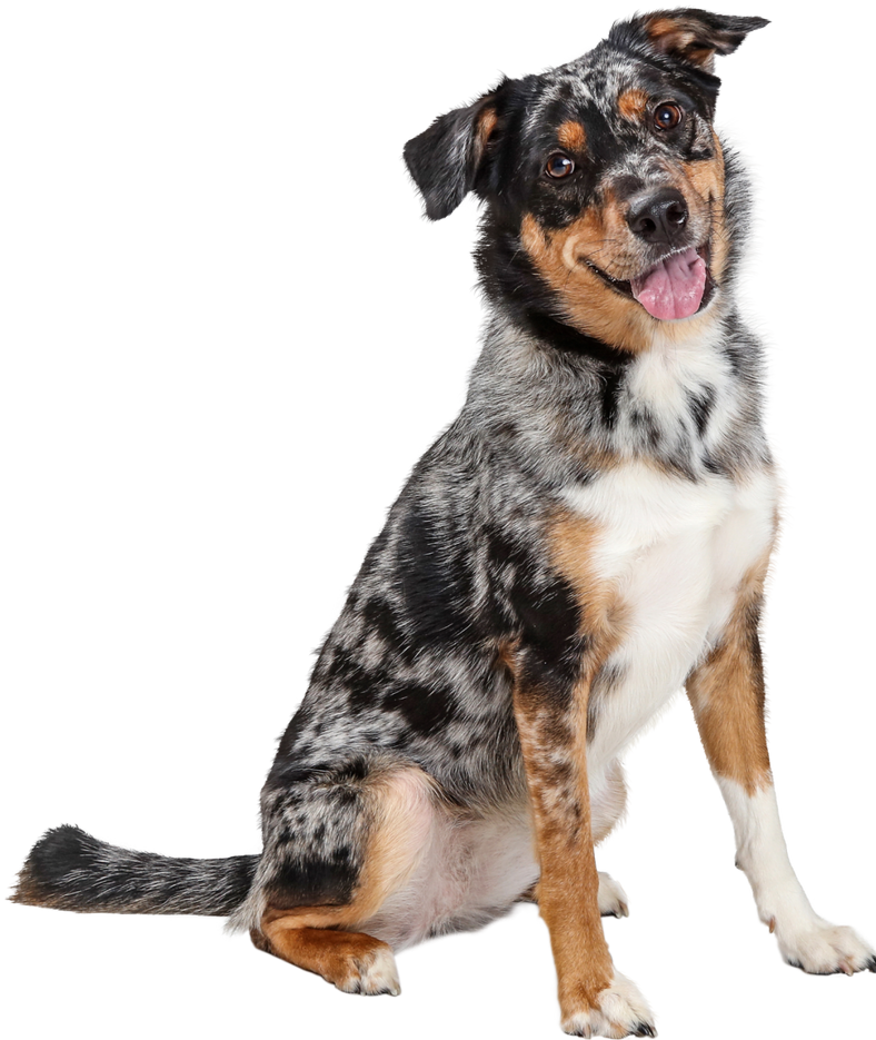 Happy dog sitting