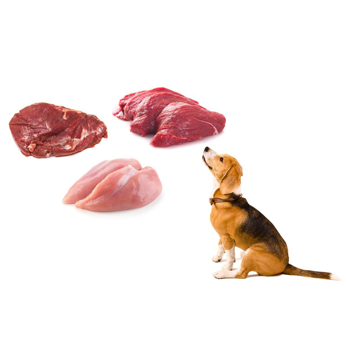 Buy Raw Dog Food BARF Starter Pack for Adult Dogs Puppies