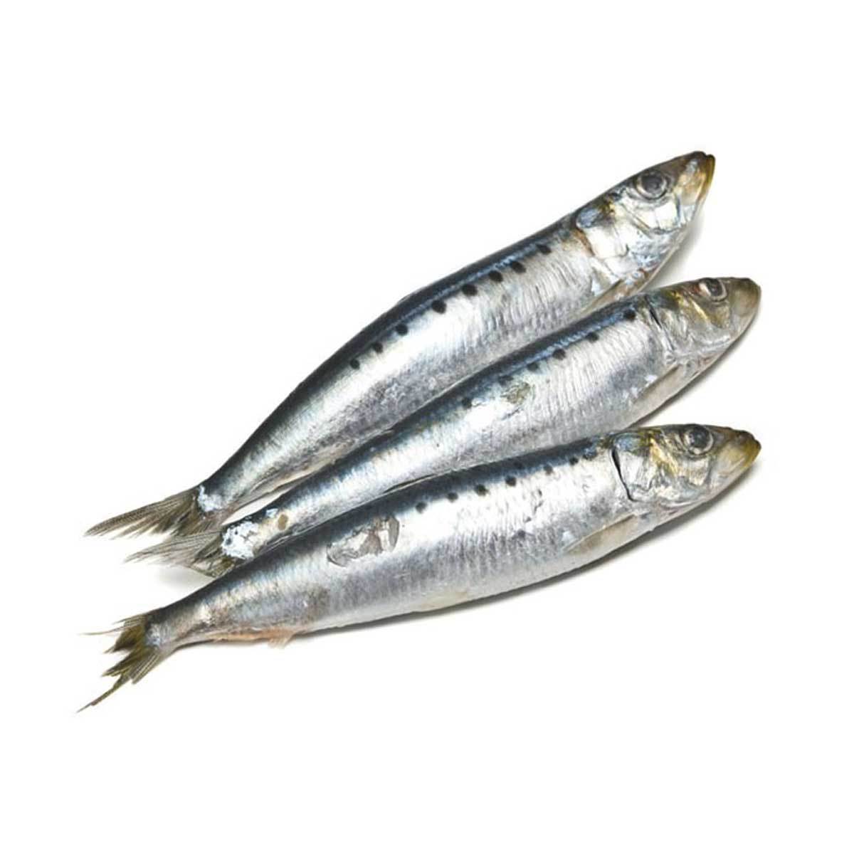 Sardines For Dogs