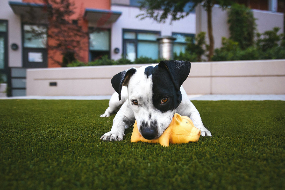 3 Tips For Living With High Energy Dogs