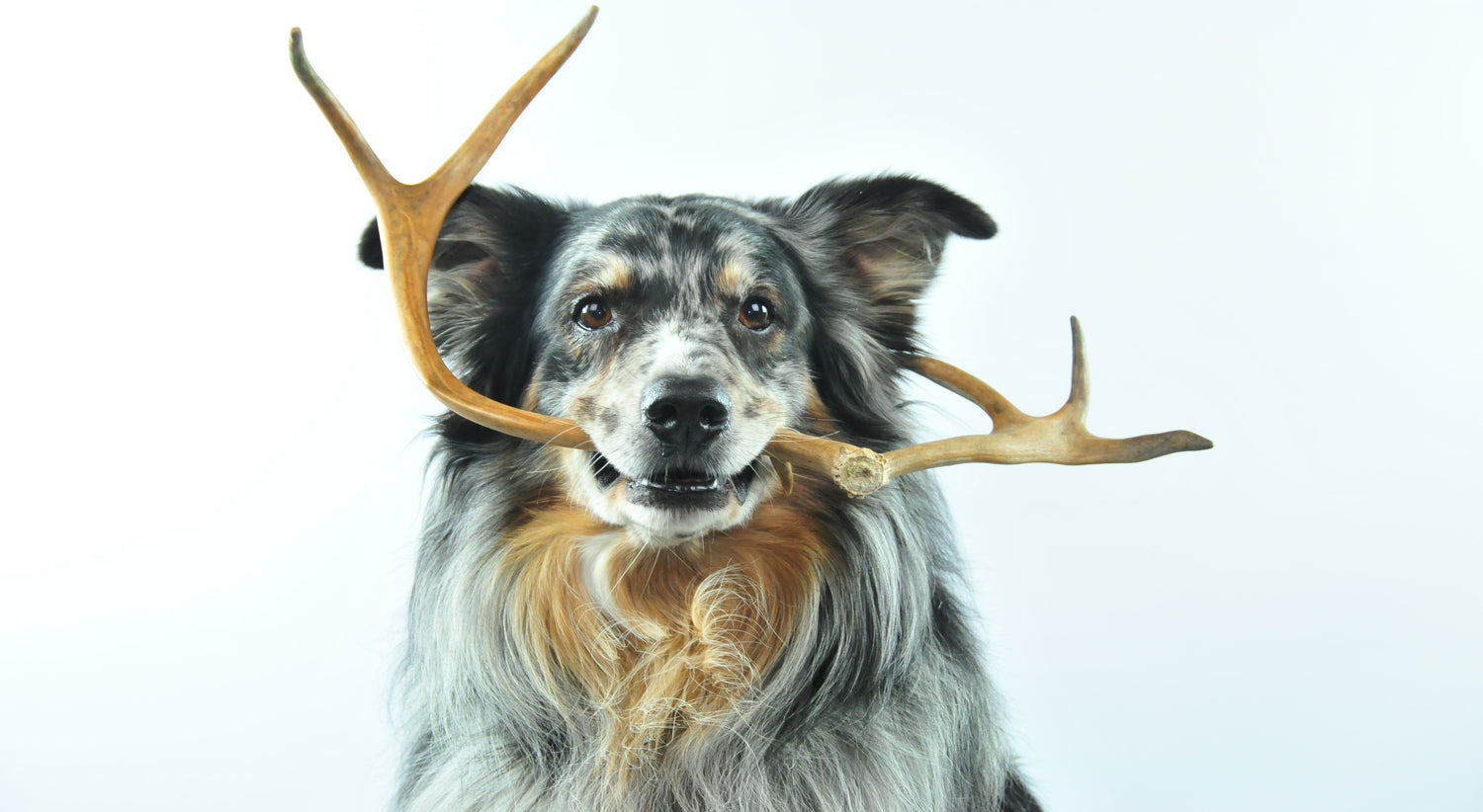 Deer Antlers For Dogs