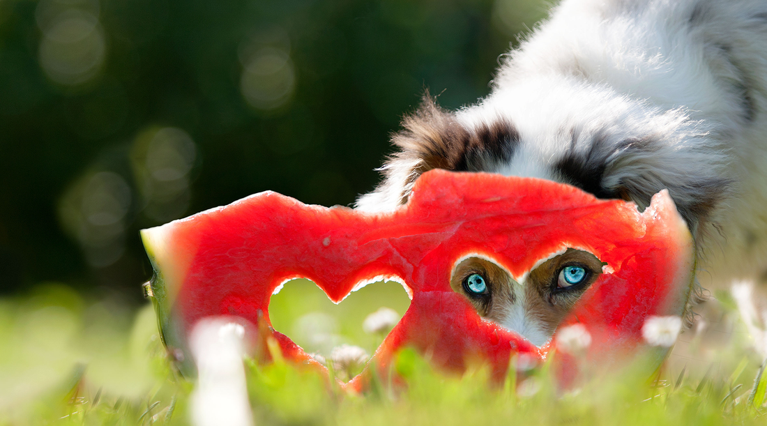 Can Dogs Eat Watermelon?