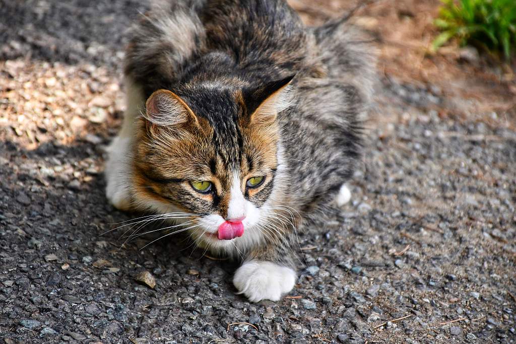 Why Feed Your Cat A Raw Food Diet
