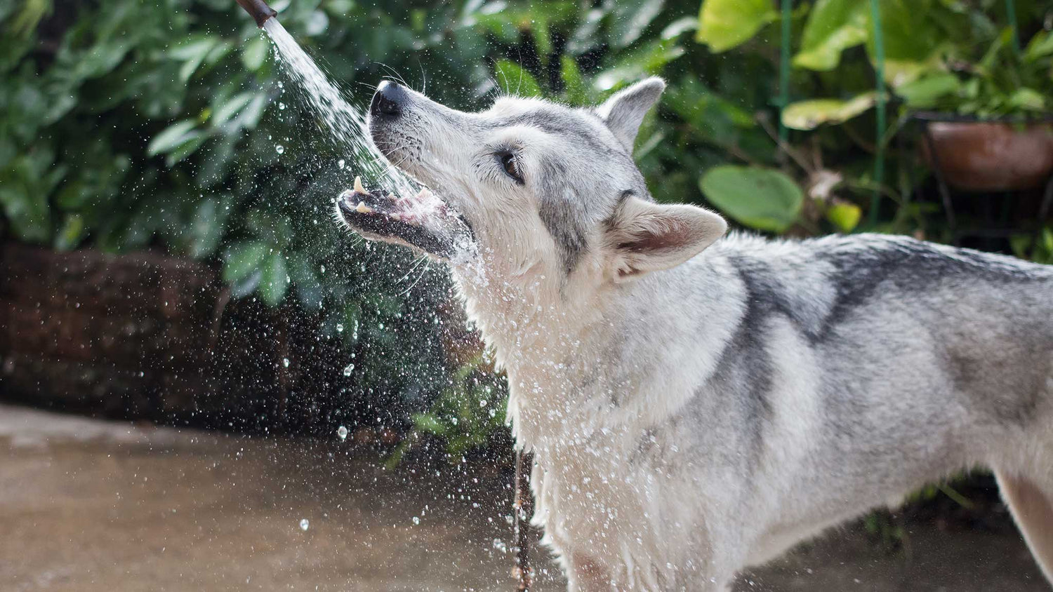 Why Does My Pet Drink So Much Water?