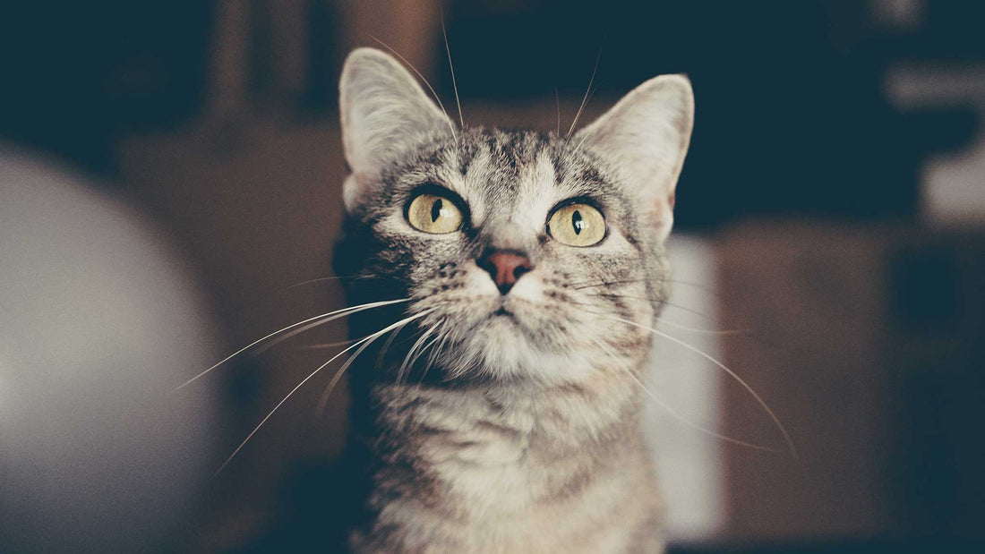 Kidney Disease & Kidney Failure in Cats