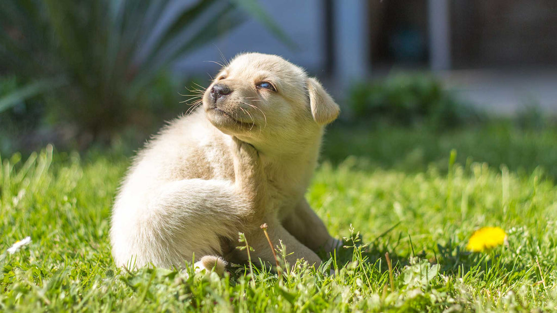 Why Does My Dog Scratch All The Time?