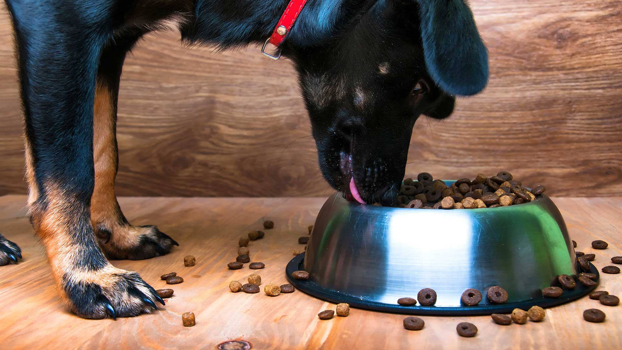 The Grain Free Kibble Craze The Truth Behind Grain Free Dog Food