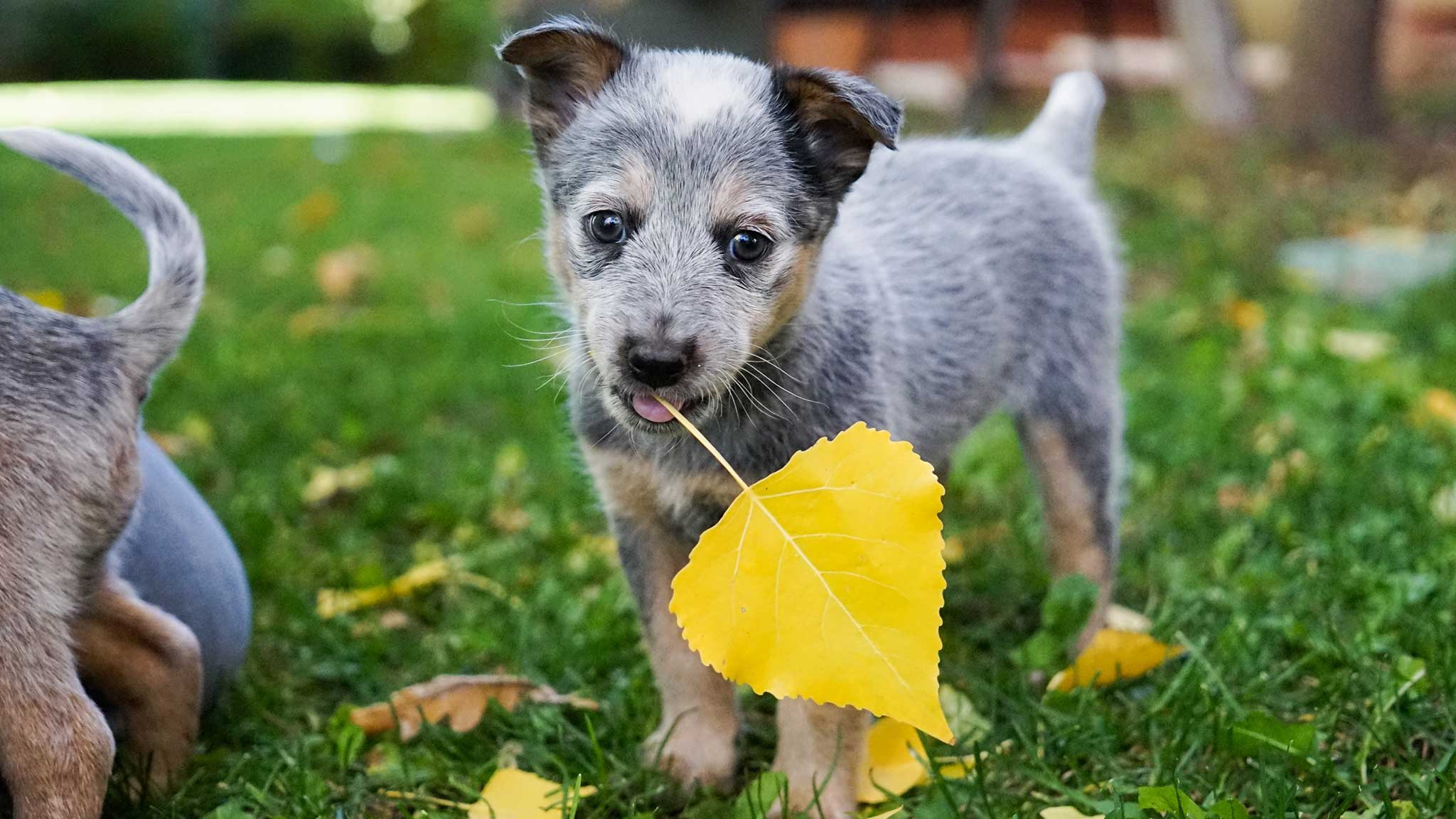 Transitioning dog to outlet raw food