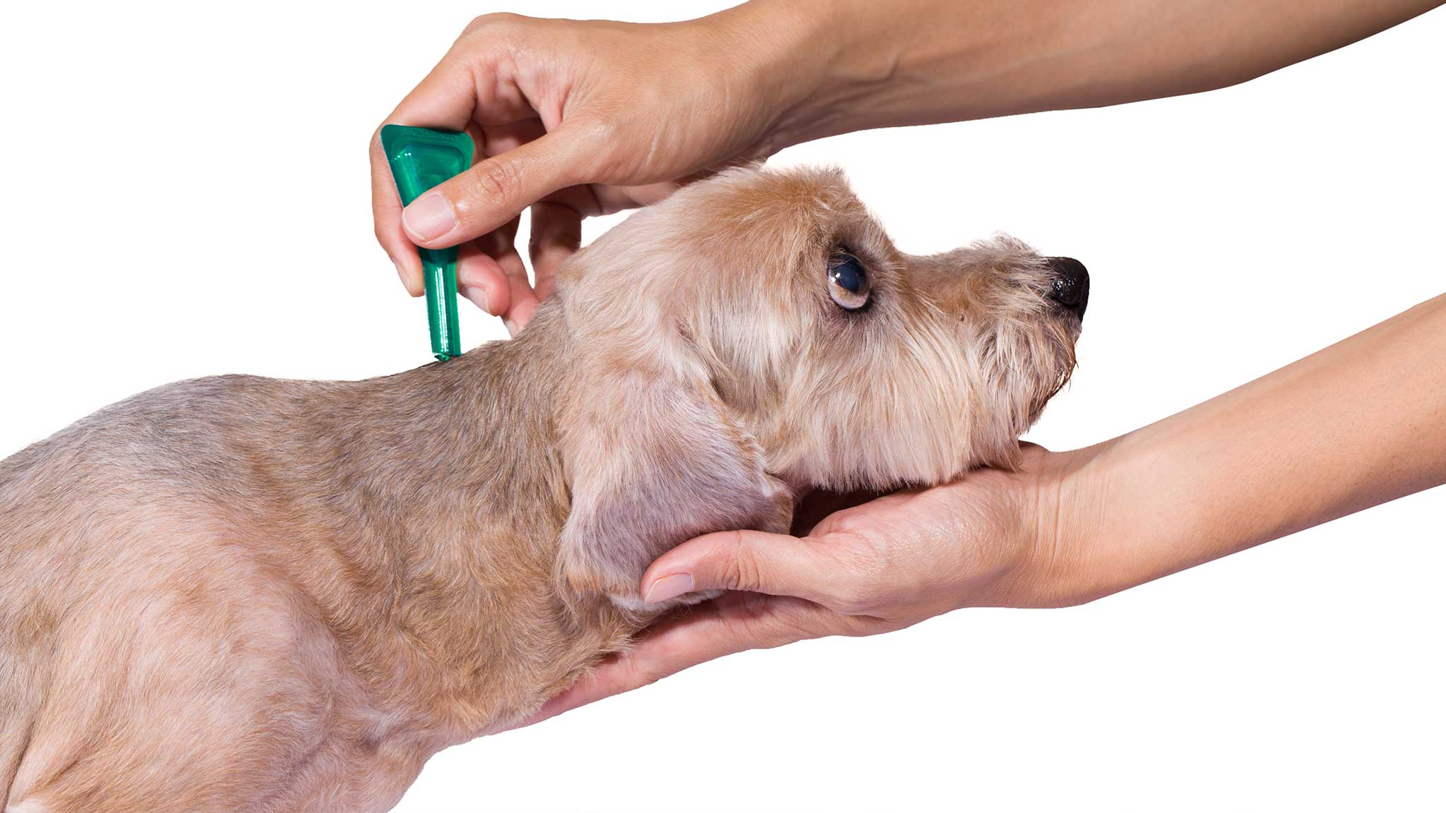 Beautiful view of Cat Flea Treatment With Diatomaceous Earth And Lemon Balm Oil