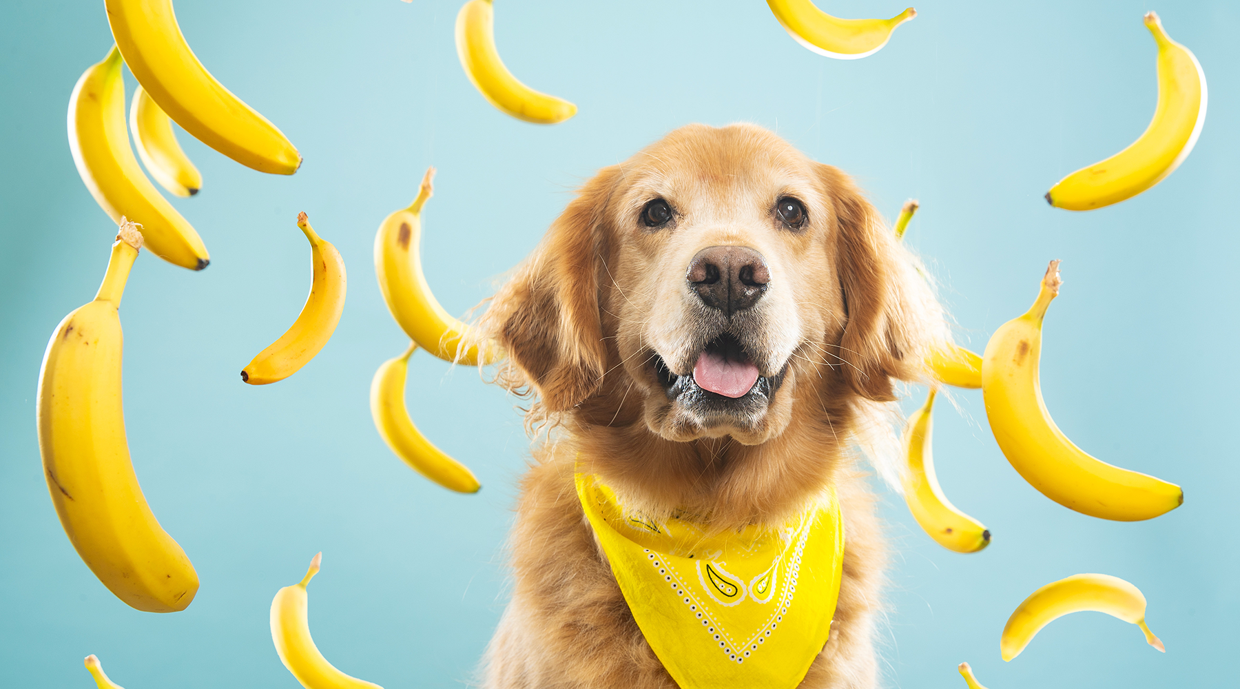 Feeding top dogs bananas