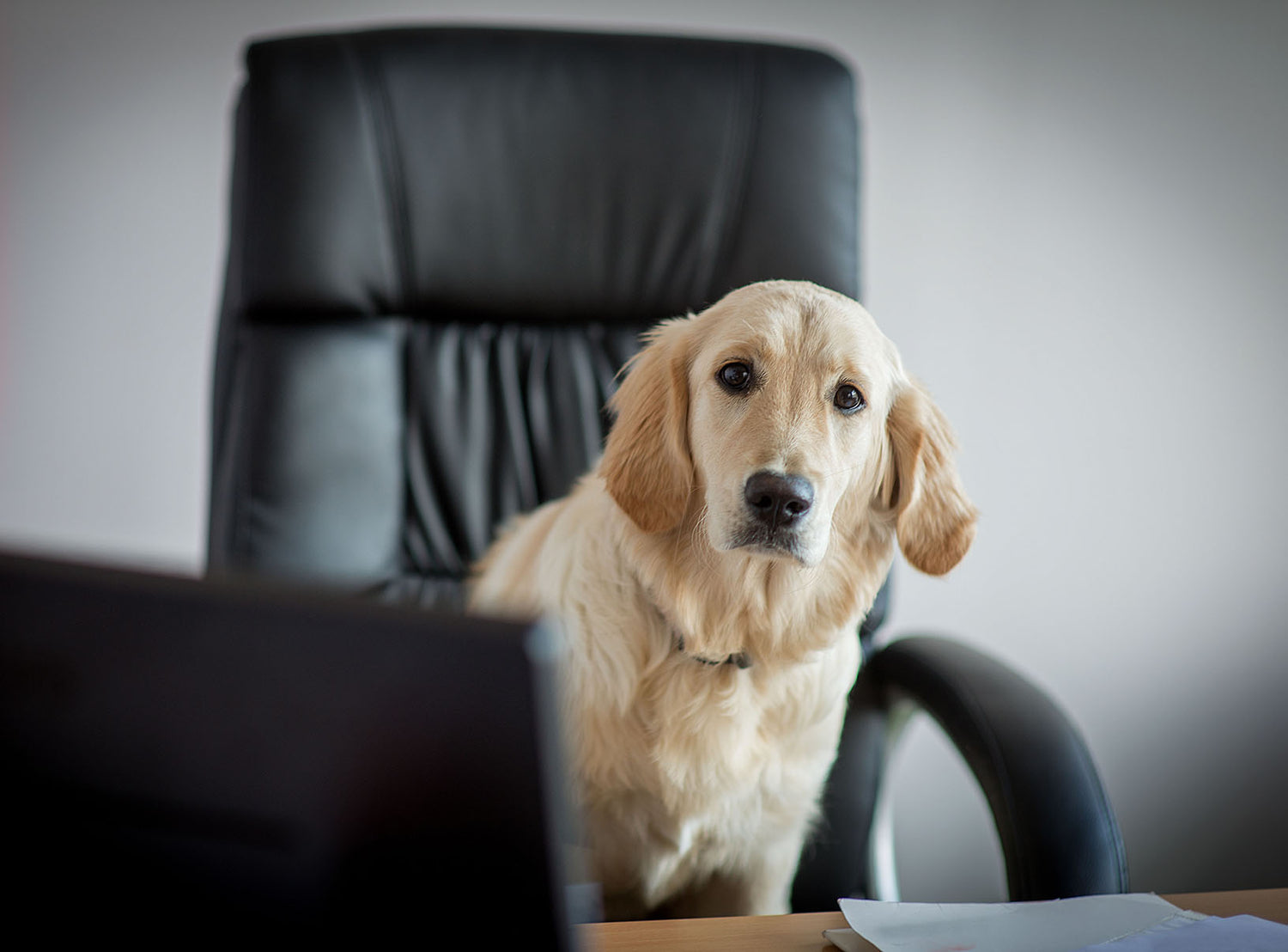 Office Dogs - Should Your Next Staff Member Have 4 Legs?