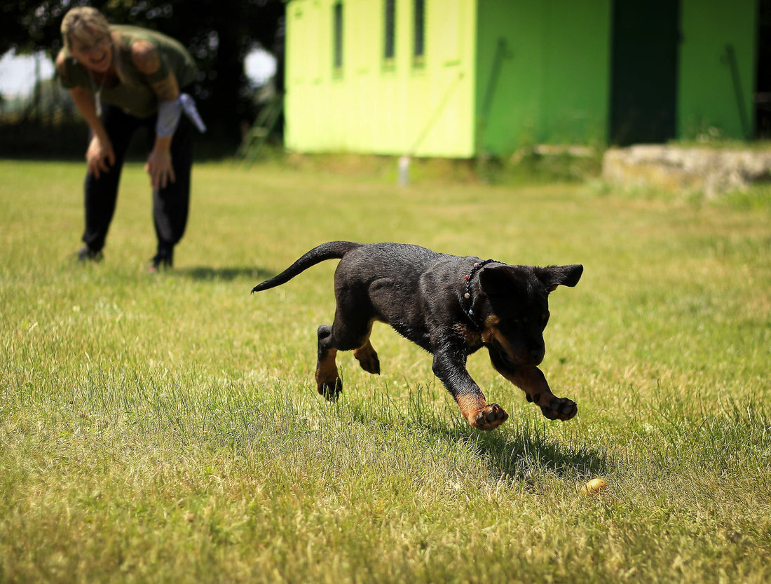 The Ultimate Guide to the Best Puppy Training Treats