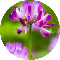 Astragalus
