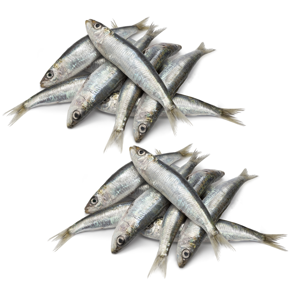 Whole Fresh Sardines For Dogs