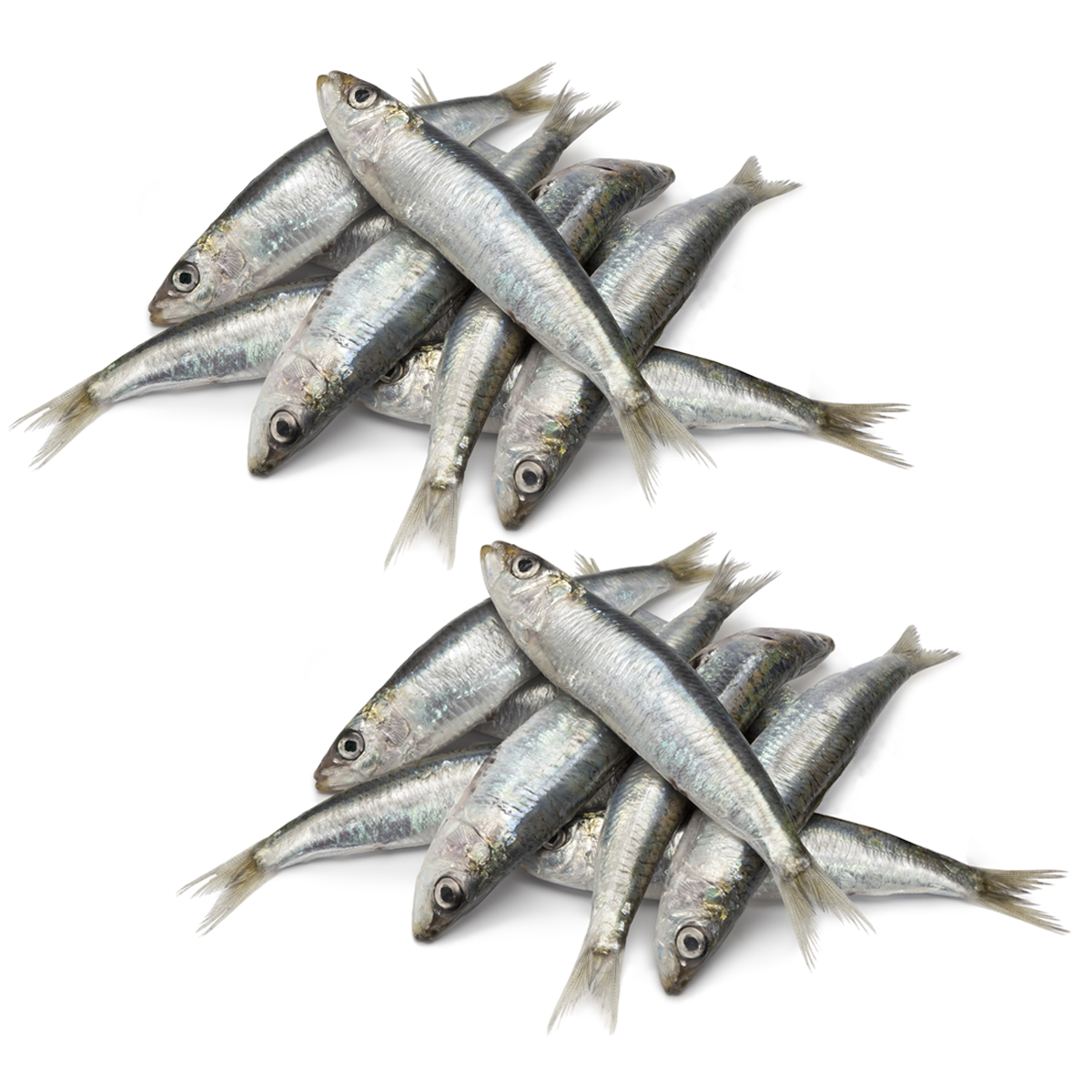 Buy Fresh Whole Sardines For Dogs Cats Home Delivered